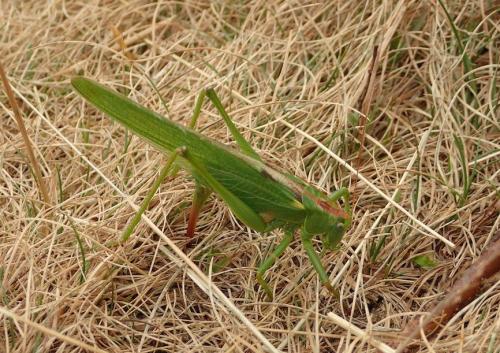 Réf. 317 146 : Tettigonia viridissima